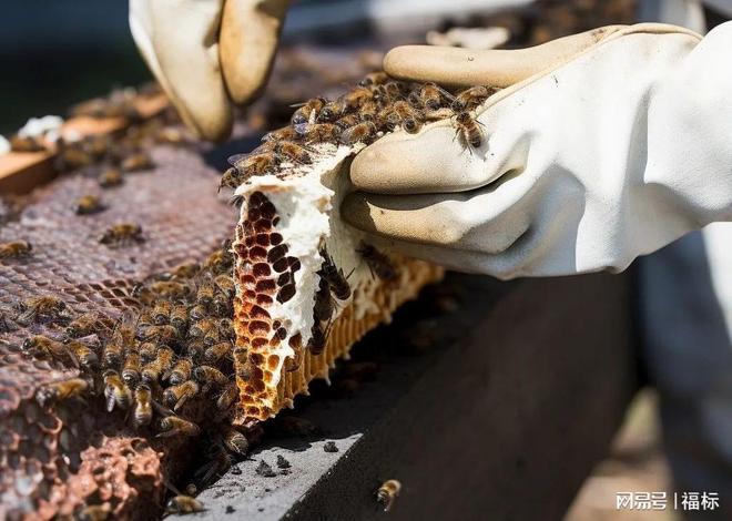 国产蜂蜜品牌福标：享誉世界的甜蜜使者