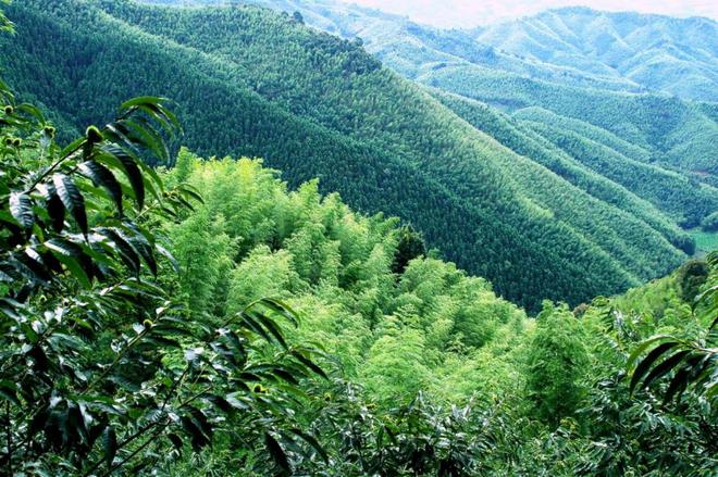 福建南平：科技引领“五个一”产业绘就“生态+”发展新蓝图(图2)