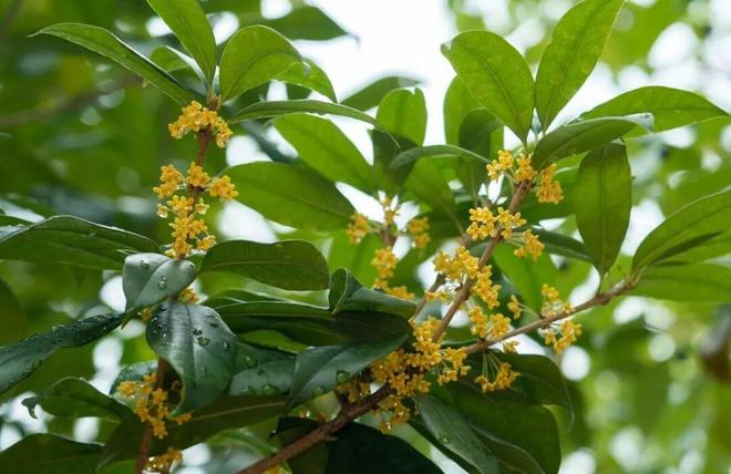 山水相逢匹克球！桂林邀您开启一场运动与美景的盛会！(图1)